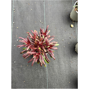 Gaura lindheimeri 'Gambit Compact Pink' F00009269