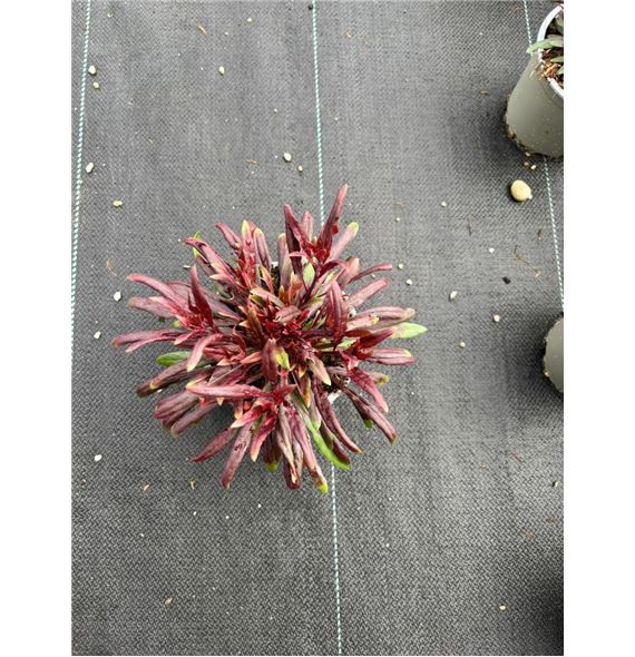 Gaura lindheimeri 'Gambit Compact Pink' F00009269