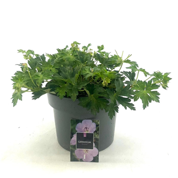 Geranium 'Rozanne' F00009121
