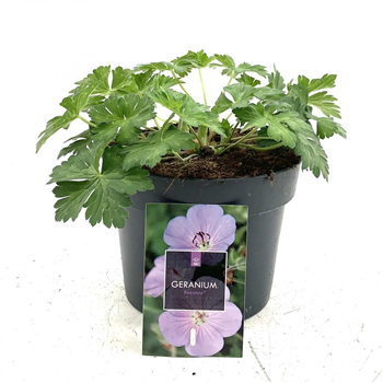 Geranium Rozanne F00009136