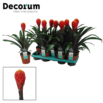 Guzmania 'Tala' F00000323