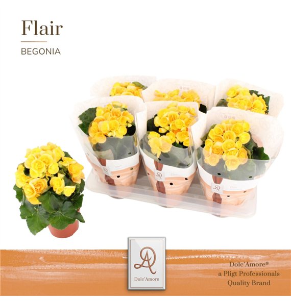 Begonija elatior hl  nadine Nadine P14 DolcAmore® Flair1 pp 31cm 14cm Q808