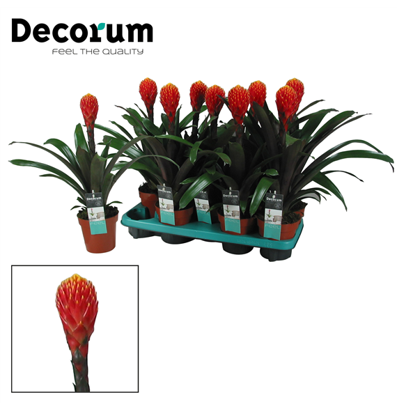 Guzmania 'Tala' F00000323