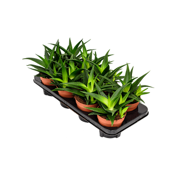 Haworthia pentagonia 'West Jogoo' 6/tray 4HAPJBU12
