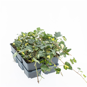 Hedera helix 'Goldheart' F00009211