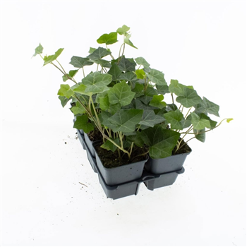 Hedera hibernica F00009199