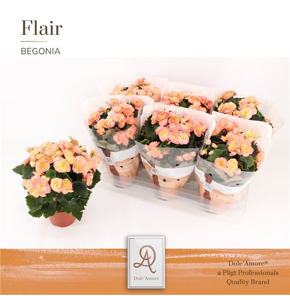 Begonija elatior du  hailey sunset Hailey P14 DolcAmore® Flair 1 pp 31cm 14cm Q815