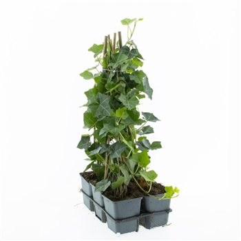 Hedera hibernica F00009102