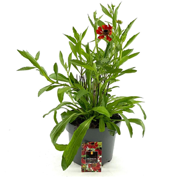 Helenium 'Moerheim Beauty' F00009123