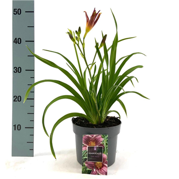 Hemerocallis 'Stella de Oro' F00009177