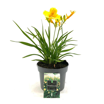 Hemerocallis 'Stella de Oro' F00009143