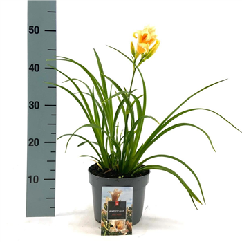 Hemerocallis lilioasphodelus 'Mini Pearl' F00009118