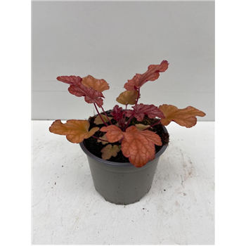 Heuchera 'Peach Flambé' F00009277