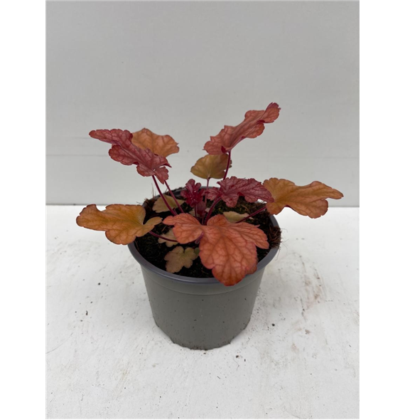 Heuchera 'Peach Flambé' F00009277
