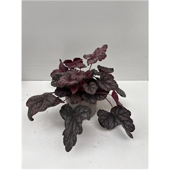 Heuchera 'Velvet Night' F00009278