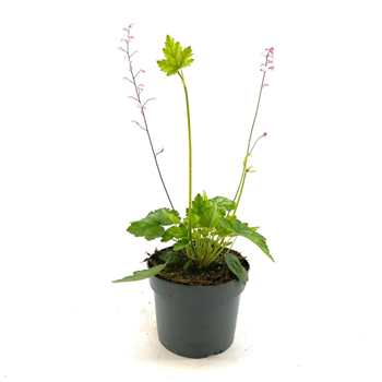 Heucherella alba 'Bridget Bloom' F00009133