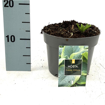 Hosta 'Frances Williams' F00009535