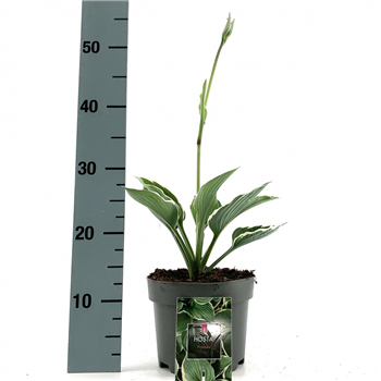 Hosta x fortunei 'Francee' F00009536
