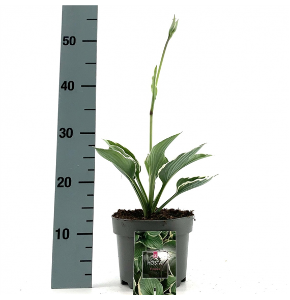 Hosta x fortunei 'Francee' F00009536