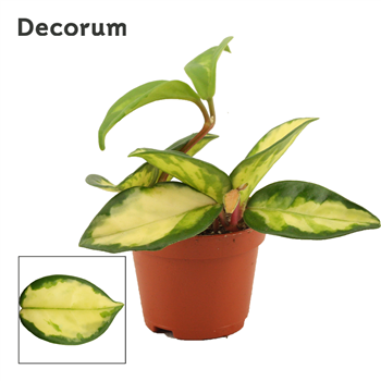 Hoya carnosa Tricolor F00000647