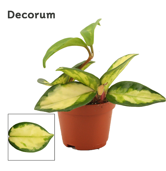 Hoya carnosa Tricolor F00000647