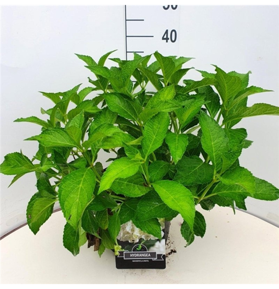 Hortenzija macrophyll 'Soeur Thérèse' F00008965