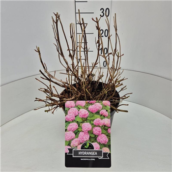 Hortenzija macrophylla 'Bouquet Rose' F00008964