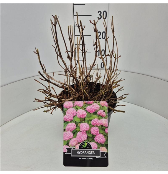 Hortenzija macrophylla 'Bouquet Rose' F00008964