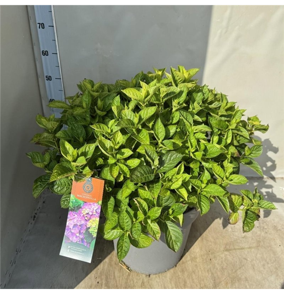 Hortenzija macrophylla 'Ningbo' F00009486