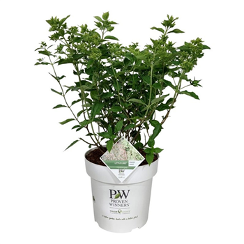 Hortenzija paniculata 'Little Lime' F00009442
