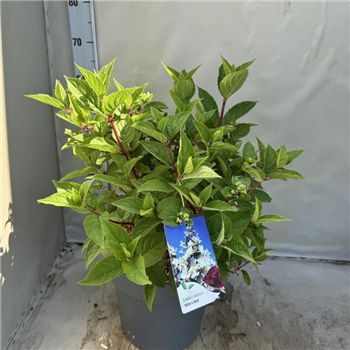 Hortenzija paniculata 'Wims Red' F00009350