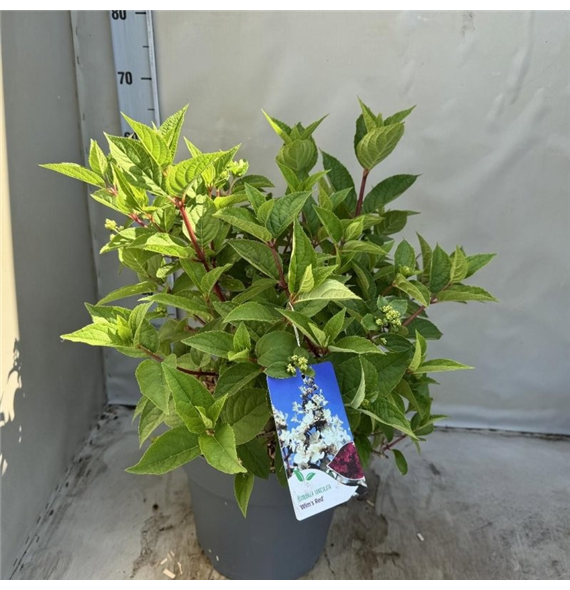 Hortenzija paniculata 'Wims Red' F00009350