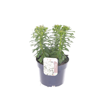 Iberis sempervirens 'Masterpiece' F00005609