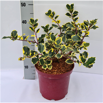 Ilex aquifolium 'Rubricaulis Aurea' F00009567