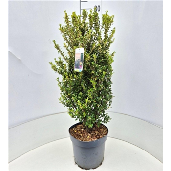 Ilex crenata 'Caroline Upright' F00008962