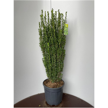 Ilex crenata 'Caroline Upright' F00009297