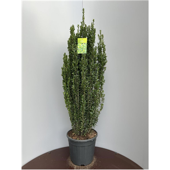 Ilex crenata 'Caroline Upright' F00009290