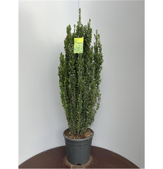 Ilex crenata 'Caroline Upright' F00009290