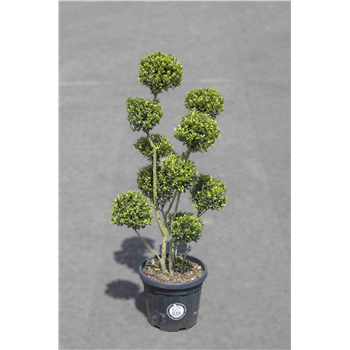 Ilex crenata 'Dark Green' F00009439