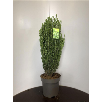 Ilex crenata 'Fastigiata' F00009379