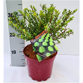 Ilex crenata 'Glorie Dwarf' F00009580