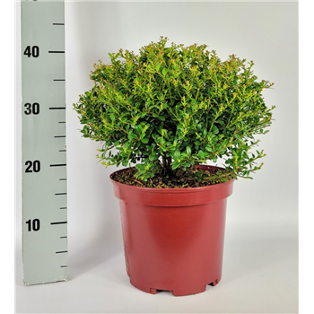 Ilex crenata 'Glorie Gem' F00009572