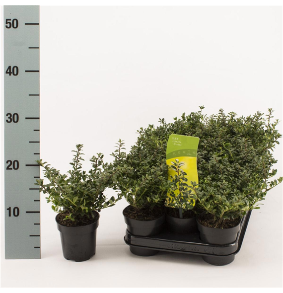 Ilex crenata 'Stokes' F00009185
