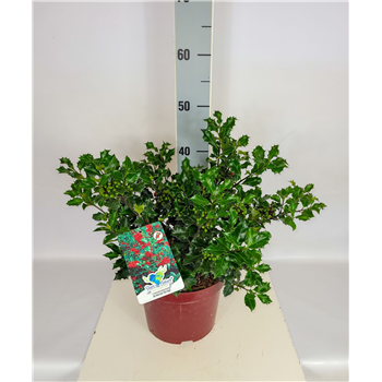 Ilex meserveae 'Blue Angel' F00009565