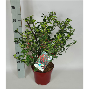 Ilex meserveae 'Blue Princess' F00009562