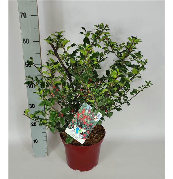 Ilex meserveae 'Blue Princess' F00009562