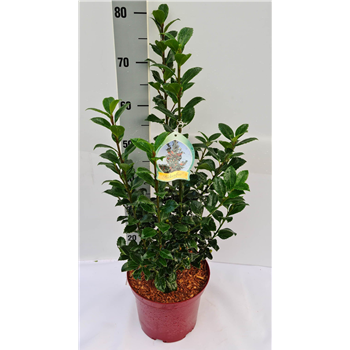 Ilex meserveae 'Heckenfee' F00009570