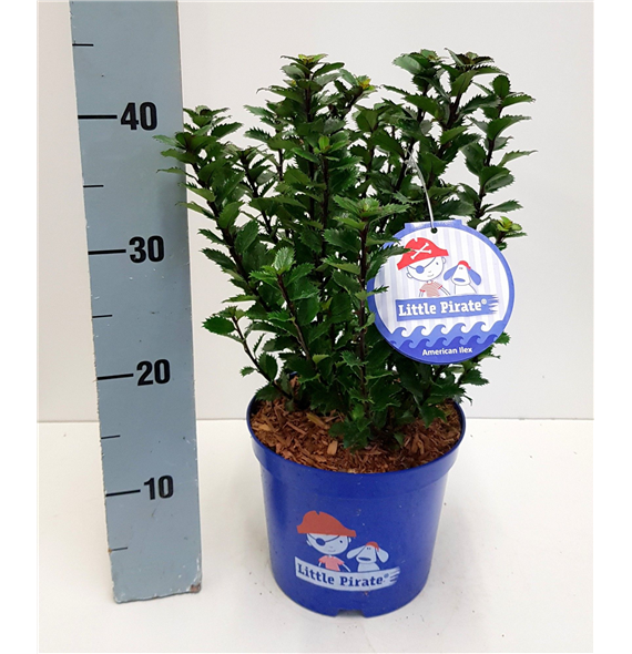 Ilex meserveae 'Little Pirate' F00009590