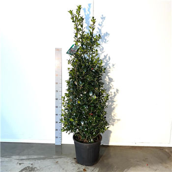 Ilex x meserveae 'Heckenfee' F00009321