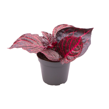 Iresine herbstii Bloodleaf F00001949
